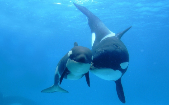 Orca-Family